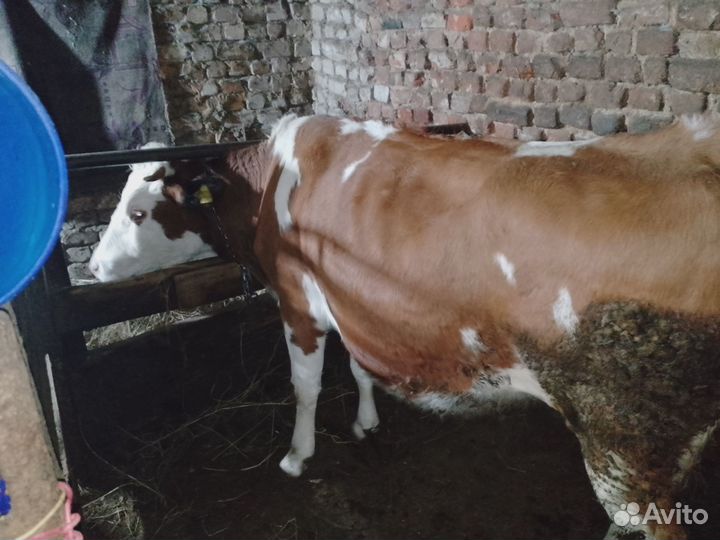 Корова стельная