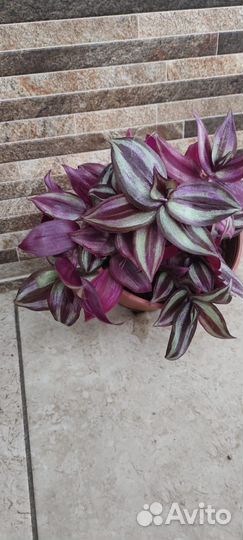 Бегония, алое, традесканция, агава