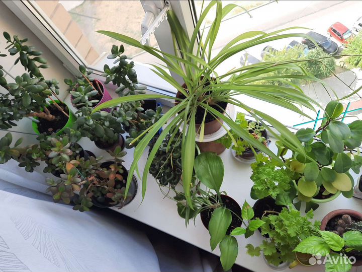 Цветы комнатные разные пеперомия эухариус