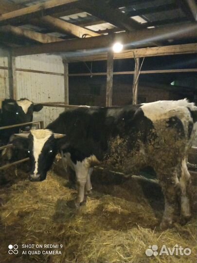 Продам бычка