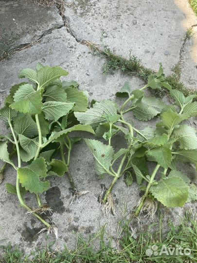 Комнатная мята