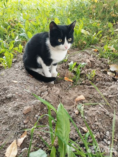 Котику очень нужен дом