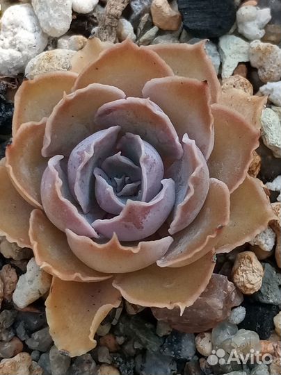 Суккуленты. Эхеверия Шавиана