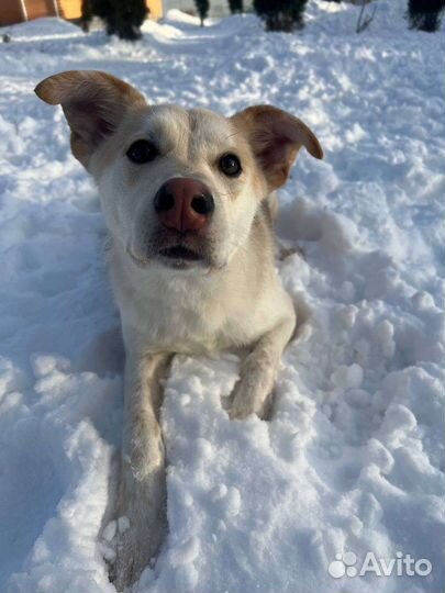 Собака в добрые руки