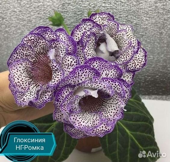 Клубни глоксиний
