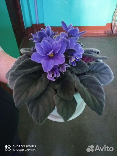 Сортовые фиалки