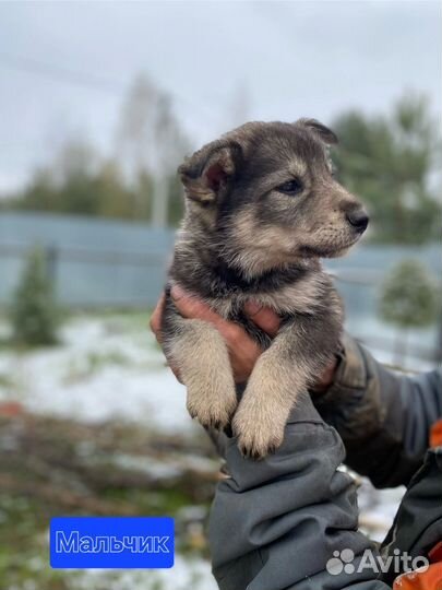 Собака в добрые руки отдам бесплатно