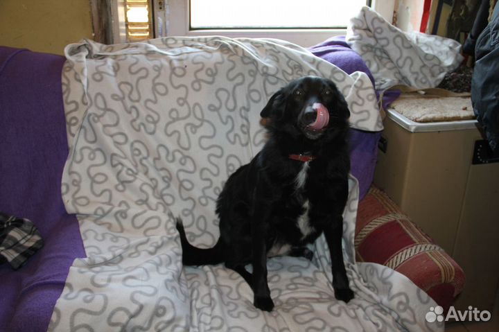 Собака Майли