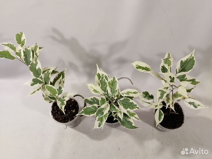 Коллекционный фикус Twilight