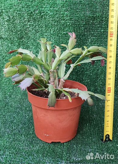 Декабрист зигокактус Шлюмбергера