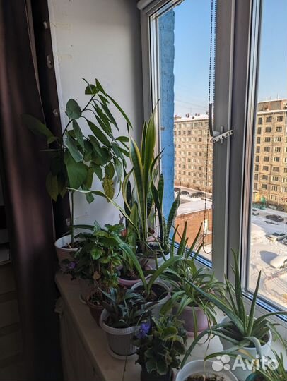 Отдам цветы самовывоз