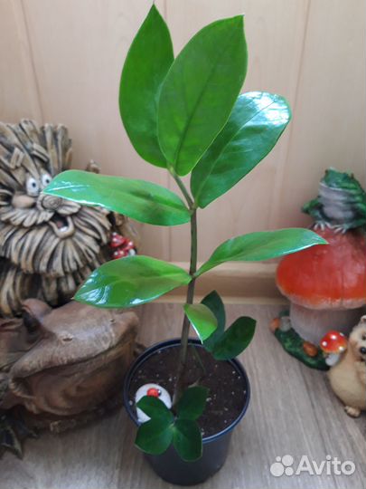 Замиокулькас (Долларовое дерево )