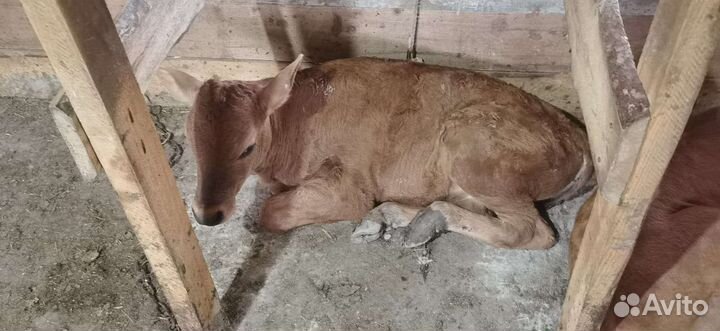 Продам корову