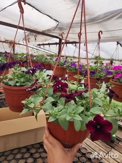 Рассада цветов