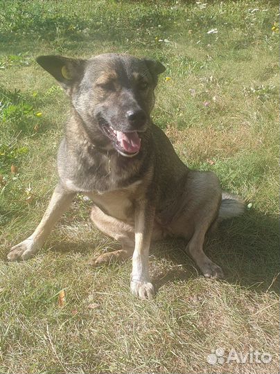 Ласковая собака улыбака