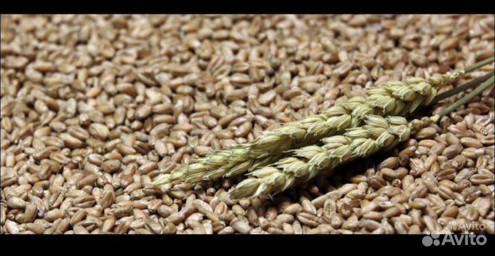 Зерно пшеница оптом