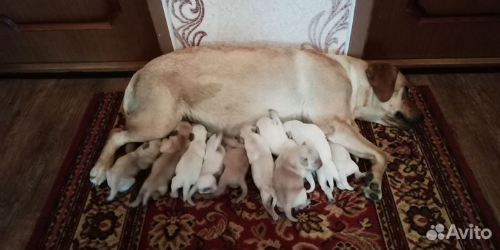 Щенки Лабрадора