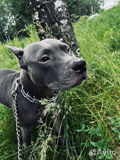 Амстафф вязка