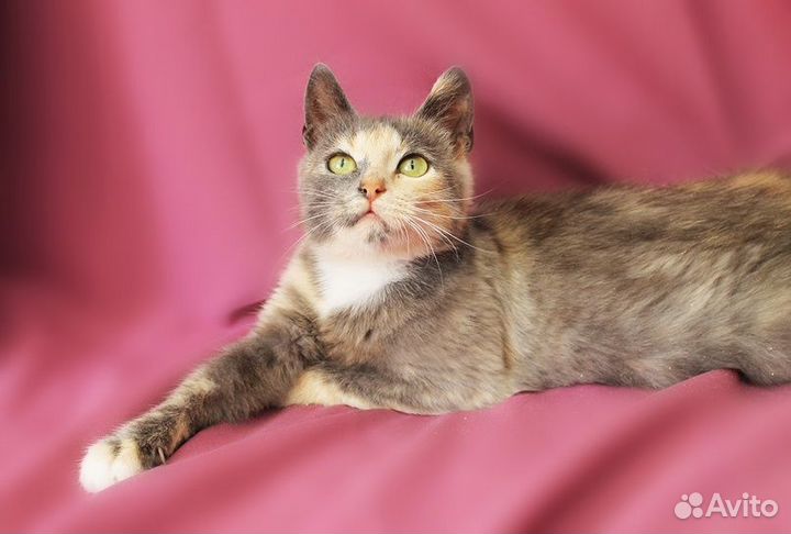 Кошечка Вероника в хорошую семью бесплатно