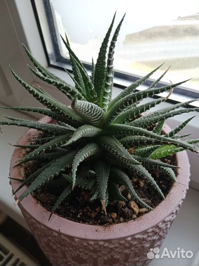 Суккуленты