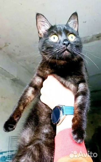 Кошка в дар бесплатно