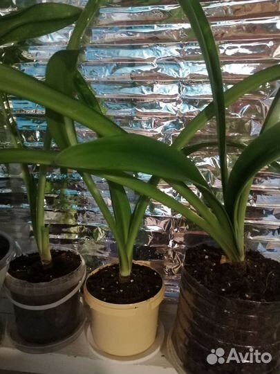 Гиппиаструм