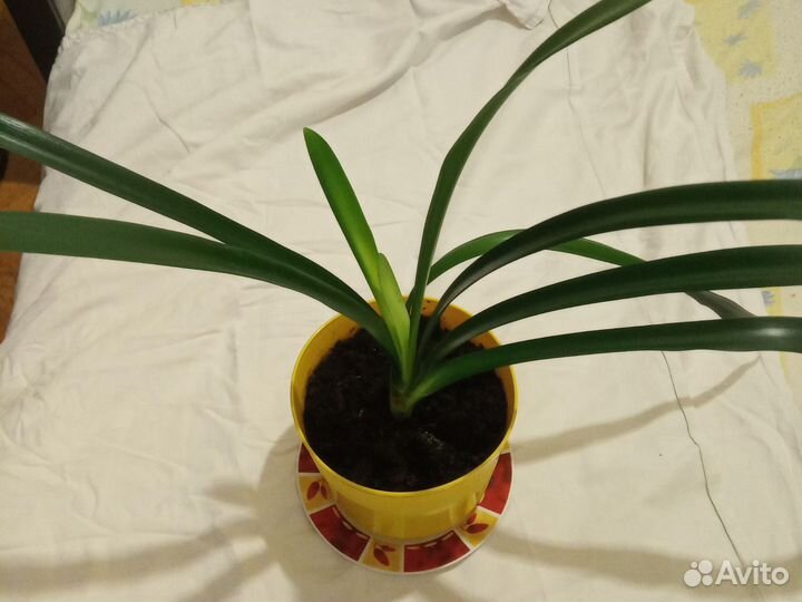 Комнатные цветы Кливия