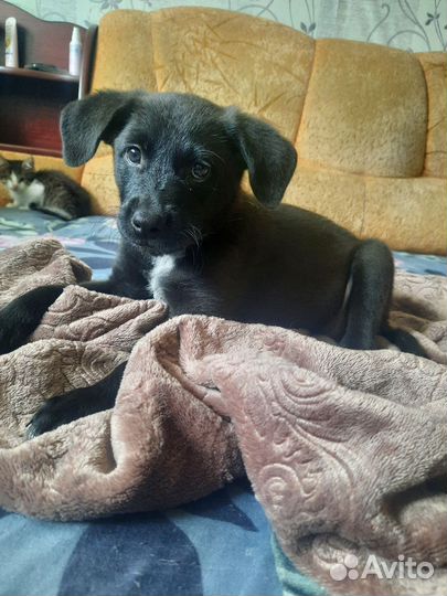 Щенок девочка в дар