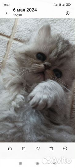 Персидские котята