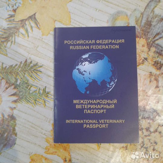 Собака в добрые руки отдам бесплатно