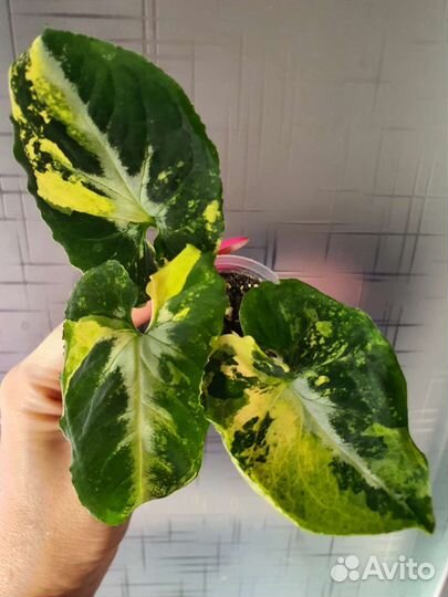 Сингониум Яичница, Клубничный лёд