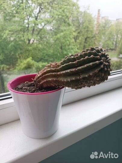 Алоэ кактус бесплатно