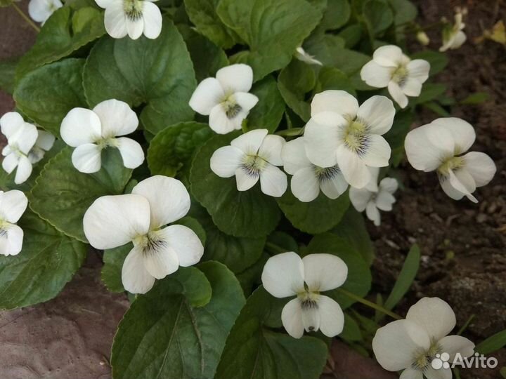 Фиалка белая мотыльковая