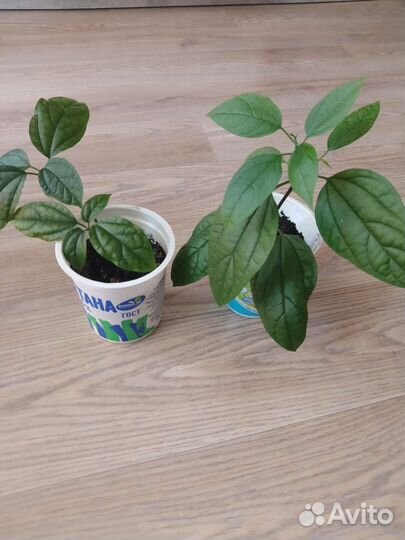 Клеродендрум