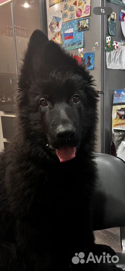 Черная немецкая овчарка