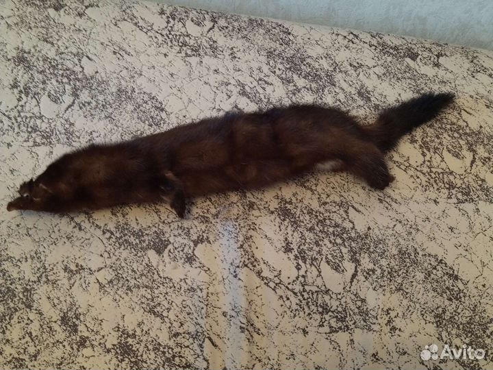 Шкурка норки