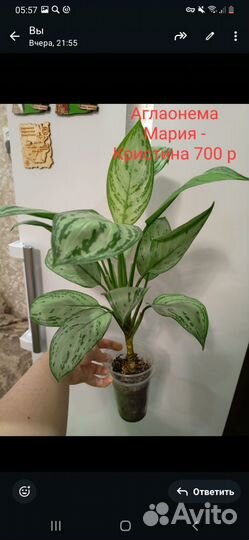 Аглаонема