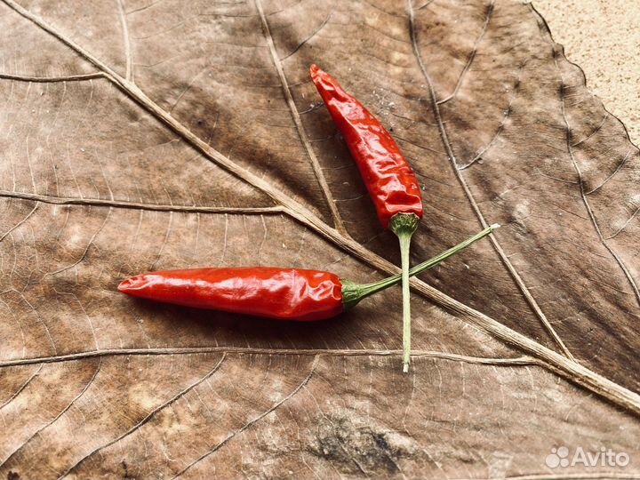 Сухие листья гербарий