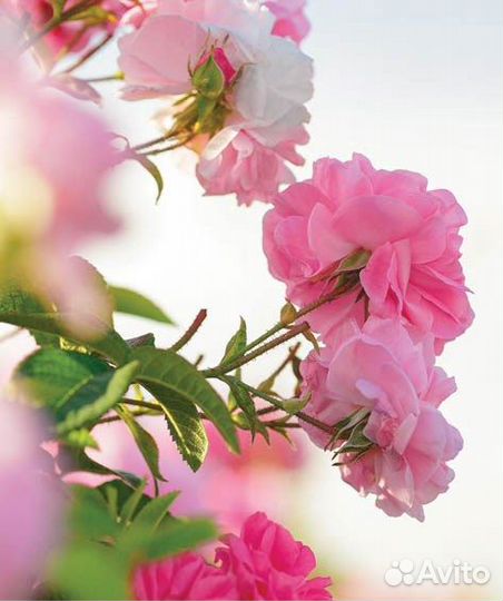 Саженцы крымской (чайной) розы