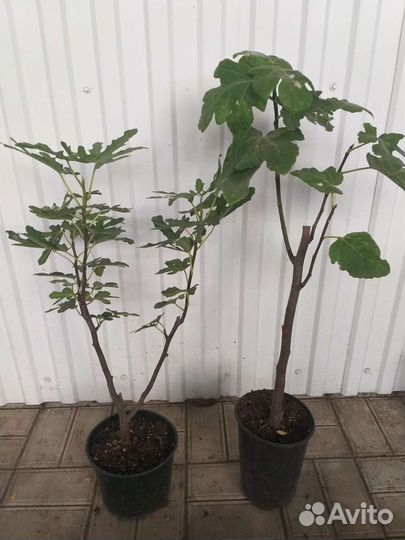 Саженцы инжира