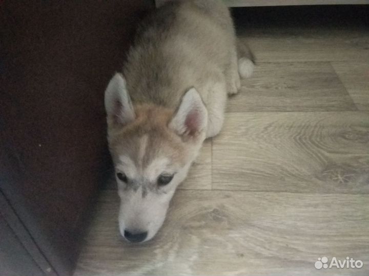 Сибирский хаски