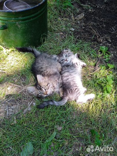 Котята в дар