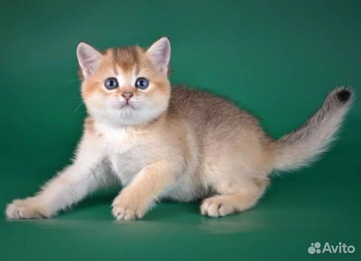 Шотландская