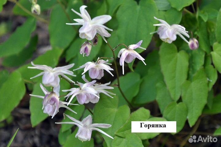 Многолетники в горшках для тенистых мест