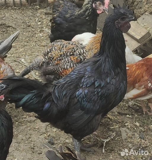 Молодые петухи