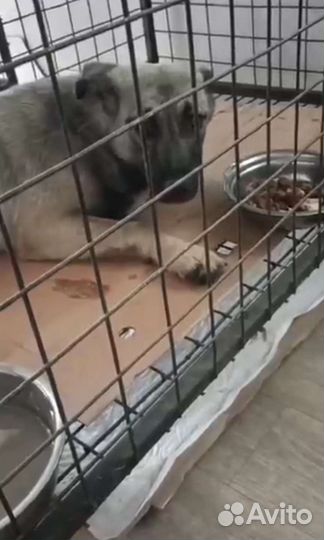 Собака 8 месяцев