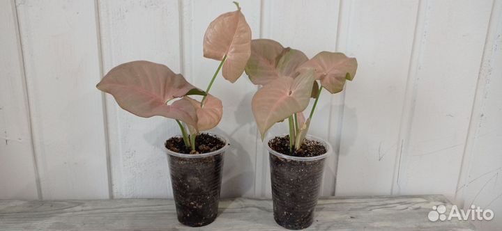 Сингониум Неон Пинк