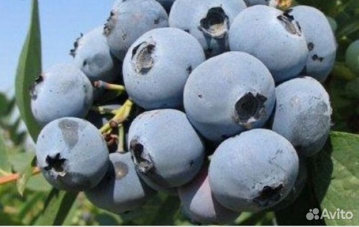 Голубика садовая саженцы 14 сортов