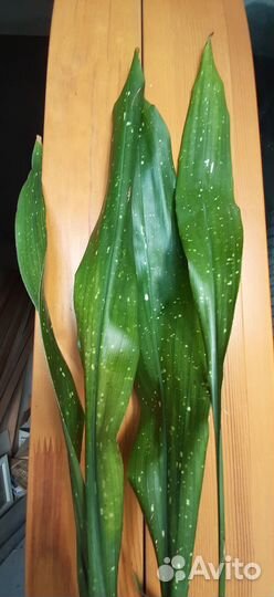 Аспидистра Милки Вэй