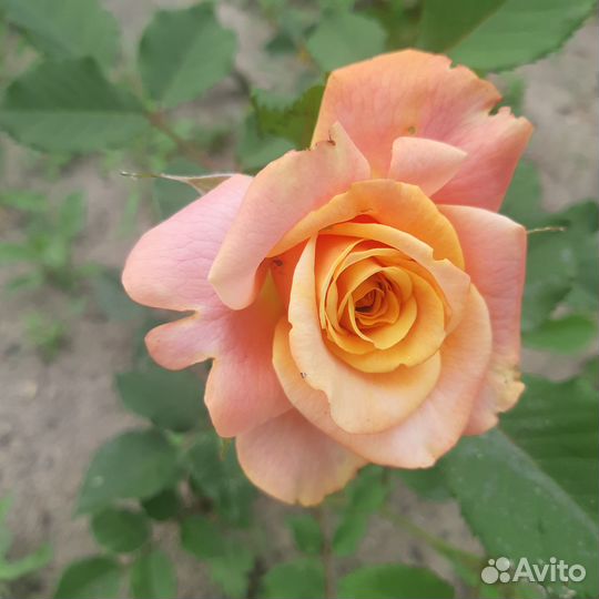 Саженцы роз